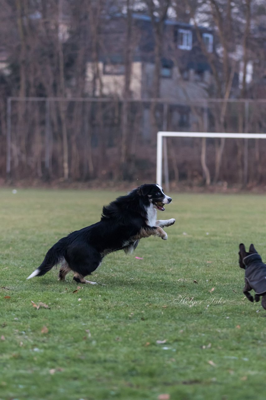 Bild 101 - Hundeshooting